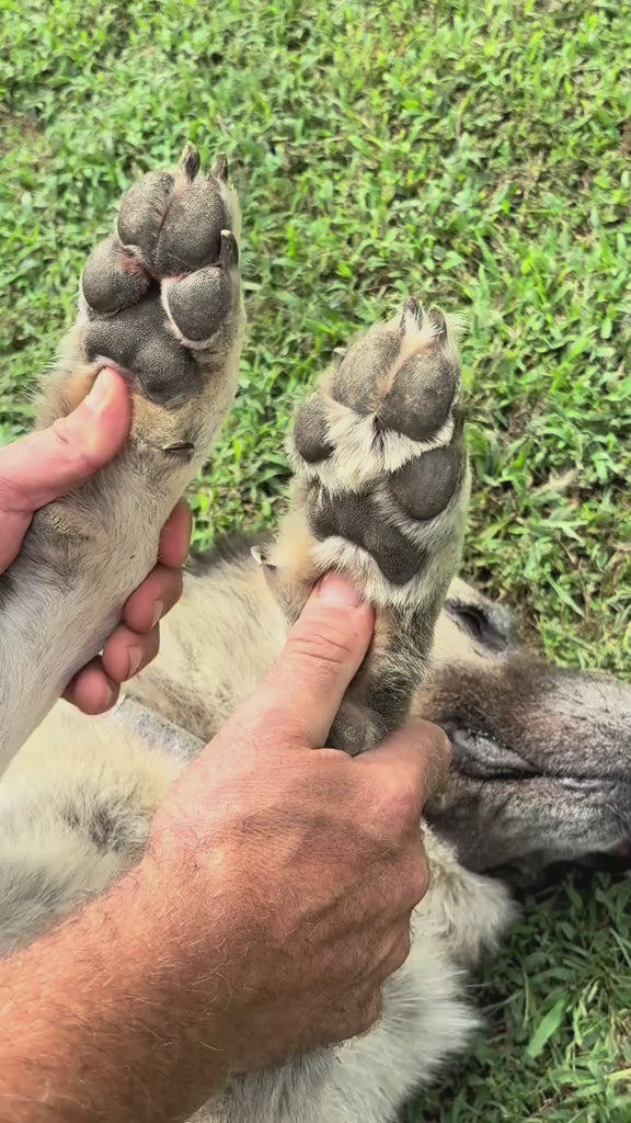 Pawdia Precision Paw Trimmer video